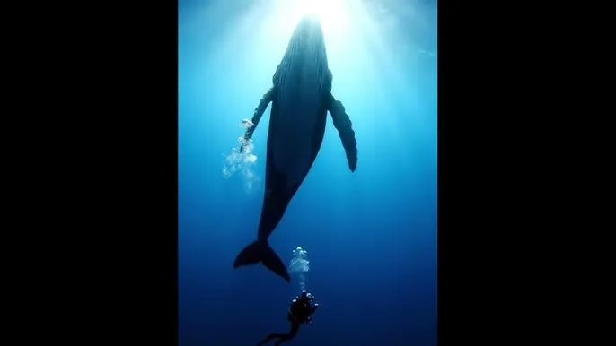 蘑菇视频 - 深蓝星球：探索海洋深处的未知世界